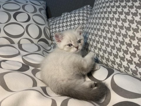 British shorthair güzellikler yeni yuvalarına gitmeye hazır