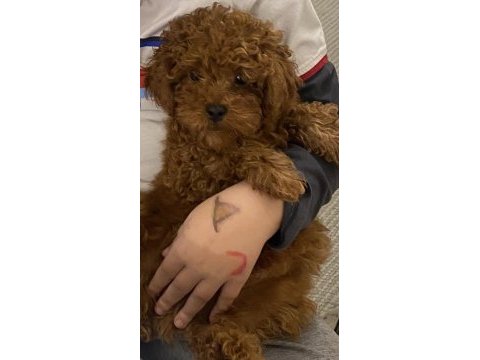 Tüm aşıları yeni bitti 6 aylık bebek yüzlü poodle