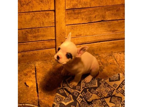 5 aralık doğumlu erkek fransız bulldog teslime hazır