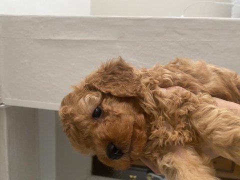 Toy poodle erkek