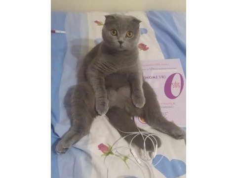 Scottish fold prenses yuva arıyor