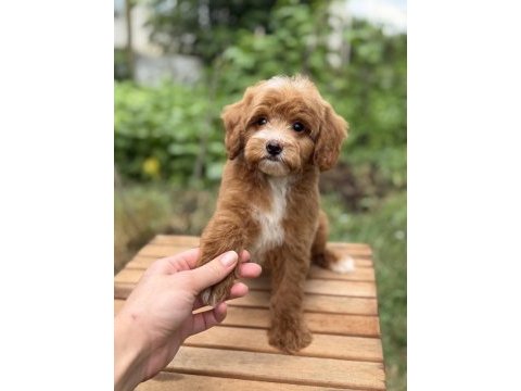 Party colour maltipoo özel renk