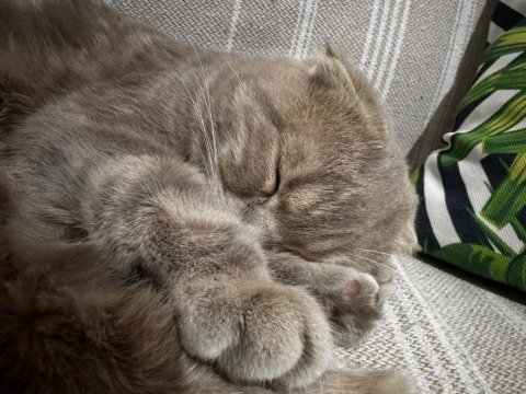 6 aylık erkek scottish fold
