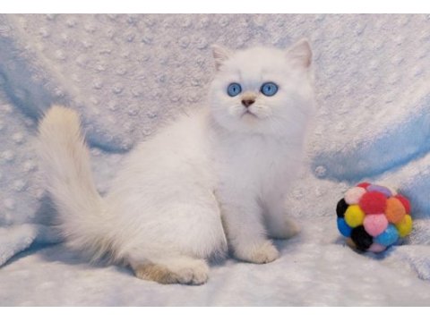 Güzeller güzeli bir british shorthair prenses