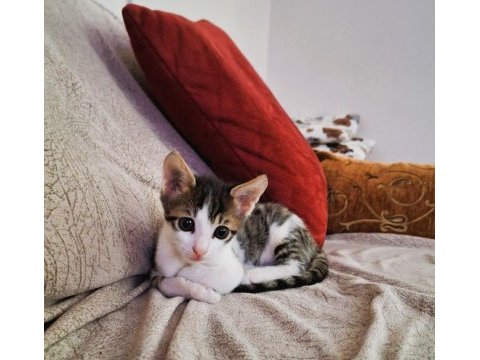 Evcil yavru erkek kedi, 2 aylık, tekir