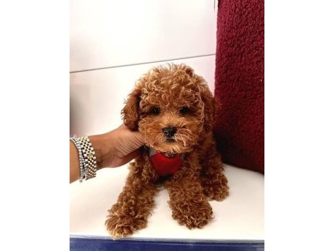 Eşsiz kalite de toy poodle