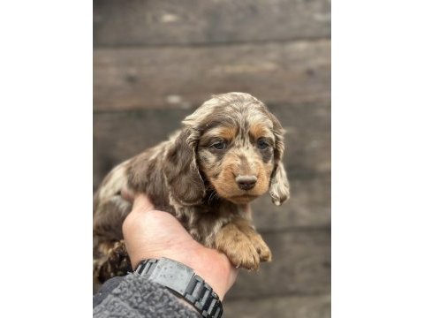 Dachshund bebekler tüm güzelliğiyle