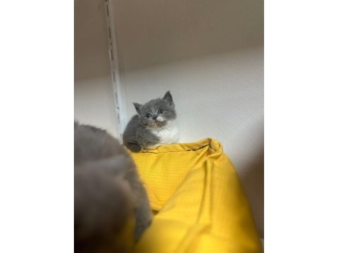 Scottish straight scottish fold rezerveye açık