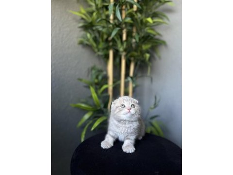  scottish fold yavrularımız 
