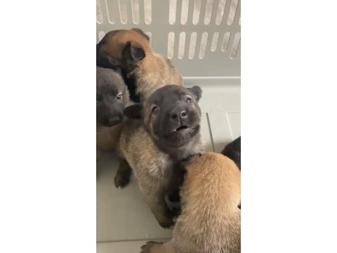 Belçika malinois yavruları