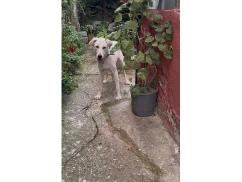 Dişi 8 aylık köpeğimiz