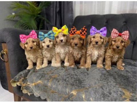 Maltipoo güzellikler