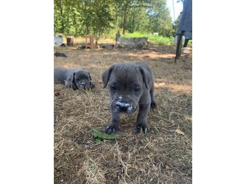Kaliteli sağlıklı cane corso bebekler