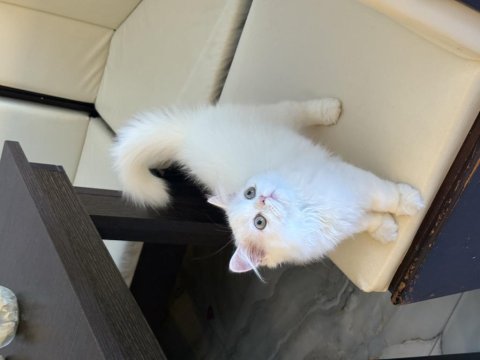 Güzeller güzeli iran kedimiz yeni yuvasını bekliyor