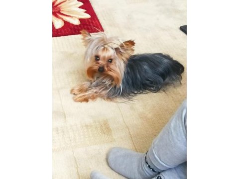 Özel sebeplerden dolayı yorkshire terrier