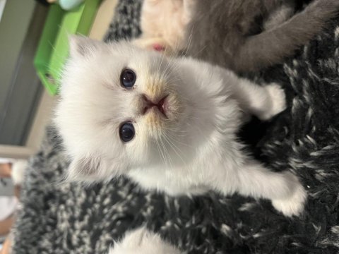 Minik yavrular
