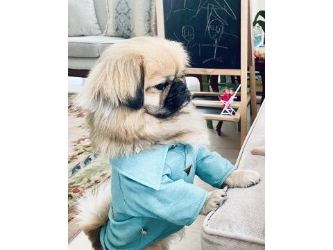 Pekinez ırk erkek köpeğim