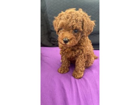 Sahibinden toy poodle