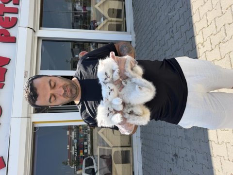Kar beyaz brıtısh shorthaır yavrular ankara mağaza 