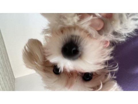 Dişi 5 aylık maltipoo yavru