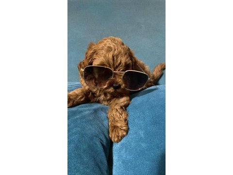 Yavru toy poodle bebeklerimiz 5 günlük