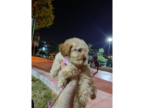 Son kalan maltipoo kızımız