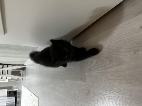 Yeni sütten kesilmiş british longhair yavrular