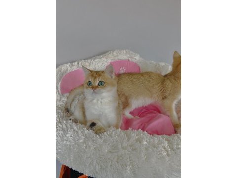 Scr li anne babadan golden ny12 brıtıah shorthair 