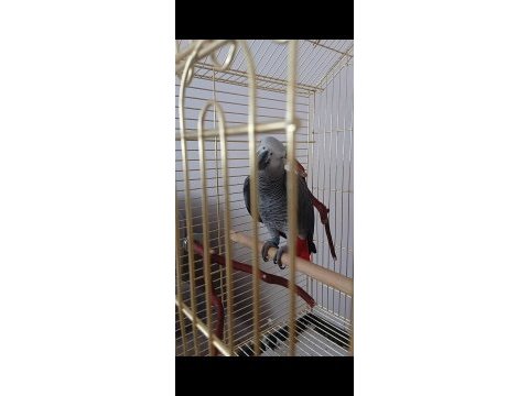 Üst düzey jako papağanı