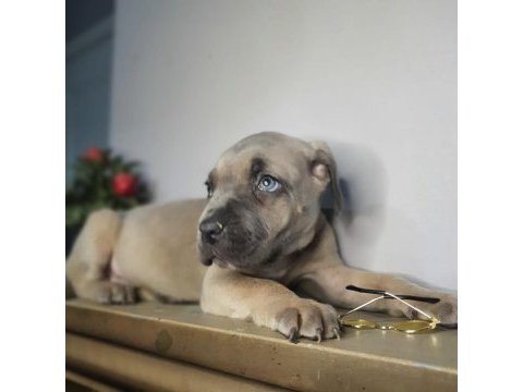 Safkan cane corso yavrular