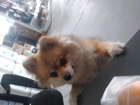 Pomeranian dişi köpek