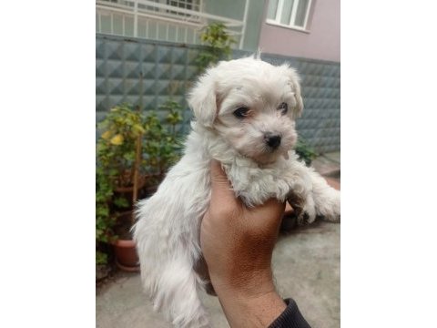İzmir den orijinal terrier maltese yavrular