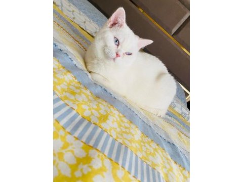 1 yaşında dişi british shorthair kısır