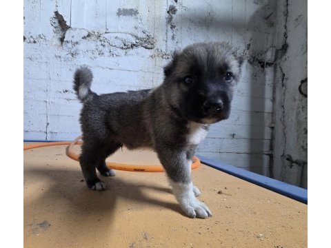 Gerçek kurtçul kangal yavrusu