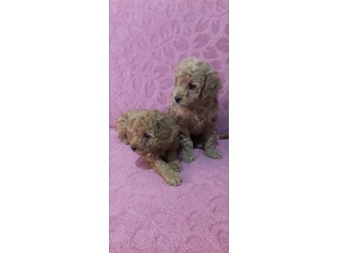 Poodle bebekleri