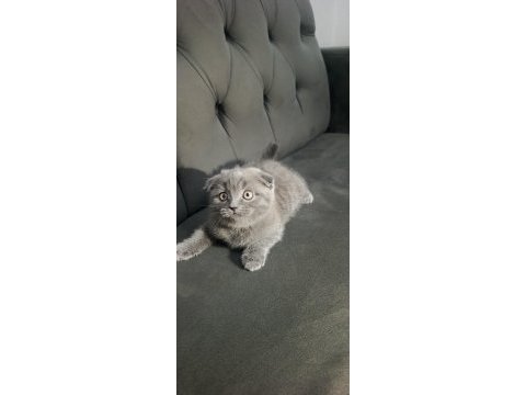 Scottish fold bebişler yeni yuvalarını arıyor