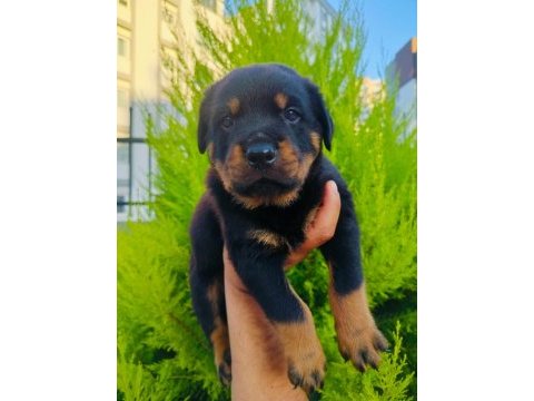 Koca kafalı rottweiler yavruları