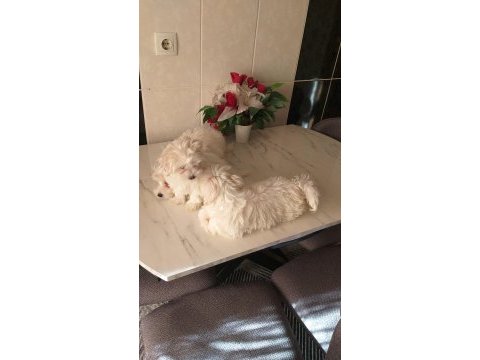 Şirin maltese yavrularım sahiplerini arıyor