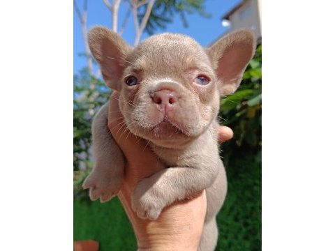 New shade isabella and tan dişi french bulldog yavrumuz