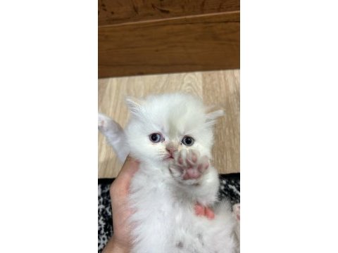 4 tane chinchilla 1 siyah 2 red point 1 turunculu beyazlı