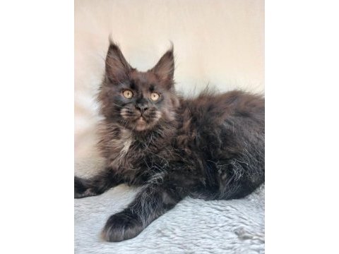 Sadece bu ırkın değerini bilen ailelere safkan maine coon