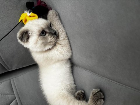 Scottish fold blue point 3 aylık kedimiz