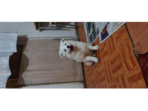 Tonya finosu safkan