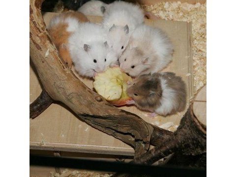 Aynı gün adrese teslim hamster yavru ve setleri