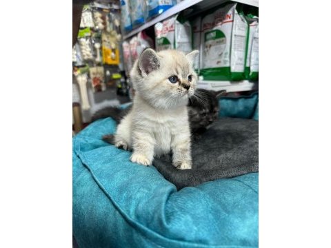 British shorthair yavrularımız teslime hazır