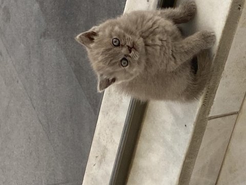 Dünyalar güzeli scottish fold kızımız yuvasını arıyor