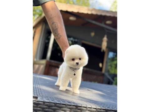 Sağlık ve ırk garantili pomeranian