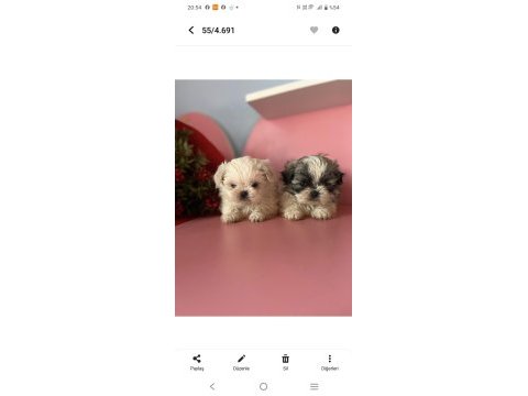 Mini mini shih tzu yavrular sizi bekliyor