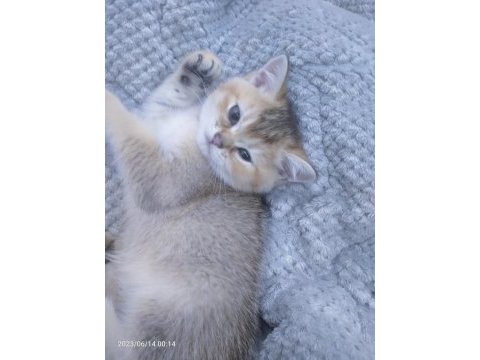 Gold british shorthair yavrumuz rezerveye açılmıştır