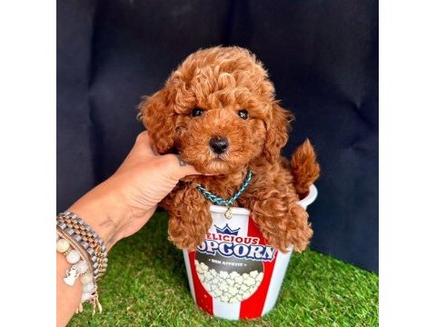 Sevimli toy poodle yavrularımız